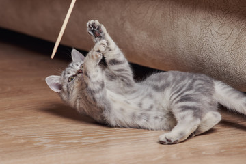 Child playing with little grey scottish straight kitten. Cat is hunting wooden stick.