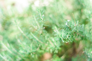 Background of fresh Rosemary Herb grow outdoor. rosemary selective focus blurred background