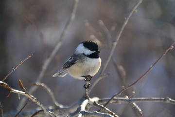 Black-capped Chickadee on a Branch