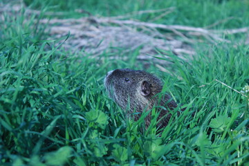 nutria looks out of the grass