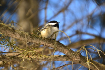 Black-capped Chickadee on a Branch