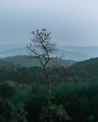 Obraz premium mountain views with a lonely tree