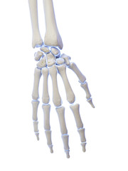 3d rendered medically accurate illustration of the hand bones