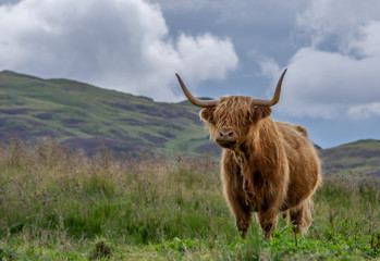 Highland Cow at Sheriffmuir