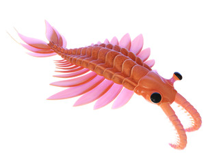 3d rendered illustration of an Anomalocaris