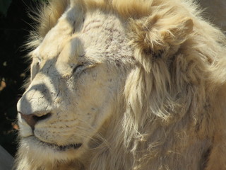 Naklejka premium portret lwa