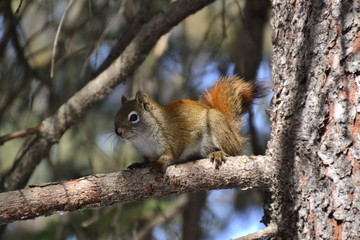 Naklejka na ściany i meble Red Squirrel on a Tree
