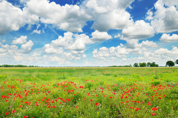 Meadow with wild poppies and blue sky.