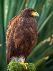 Beautiful brown hawk at Malta