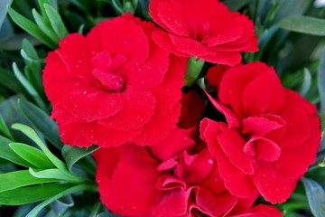 blooming bright red flowers with thin petals