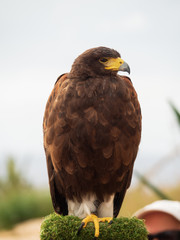 Beautiful brown hawk at Malta