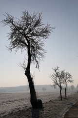 Drzewa oraz pole wśr&oacute;d aury zimowej