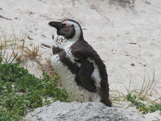 penguin