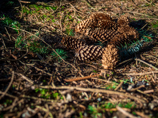 Fototapeta na wymiar Fresh fallen pine cones lying on the forest ground on a spring day