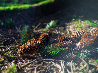 Fresh fallen pine cones lying on the forest ground on a spring day