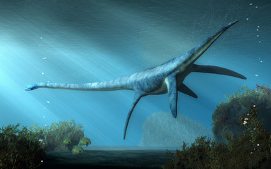 An elasmosaurus swims away from you in shallow seas.  This long necked plesiosaur was an aquatic reptile that lived in the ocean during the Cretaceous period. 3D Rendering © Daniel Eskridge
