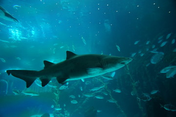 Las Palmas de Gran Canaria, Canary Islands, Spain - 21.12.2018 - Aquarium (Poema del Mar)