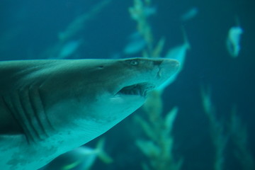 Las Palmas de Gran Canaria, Canary Islands, Spain - 21.12.2018 - Aquarium (Poema del Mar)