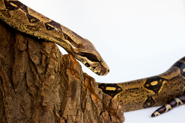 one-eyed snake boa constrictor slides on a wooden piece. visible damaged blind eye. on a white background.