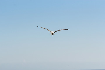 Fototapeta na wymiar Seagull against the sky.
