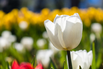 white tulips in the garden