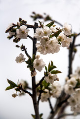 Obraz premium cherry blossom on branch