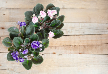 Bushes Blooming pink and purple Saintpaulia in flower pots on a wooden background. View from above