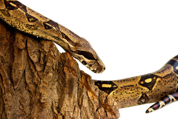 one-eyed snake boa constrictor slides on a wooden piece. visible damaged blind eye. Isolated on a white background.