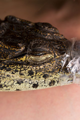 Eye of cub Nile crocodile Crocodylus niloticus is completely closed. muzzle and jaws rewound with tape for safety. vertical photo. basking, warmed up on the body.