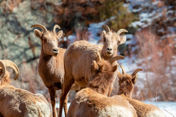Bighorn Sheep Along the Platte River