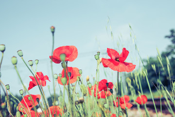 Field of poppy flowers, spring