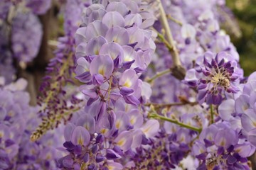 Flores de Wisteria sinensis, visteria china o glicina