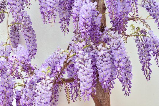 Wisteria sinensis, visteria china o glicina en flor