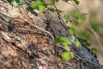 lucertola nascosta nella vegetazione