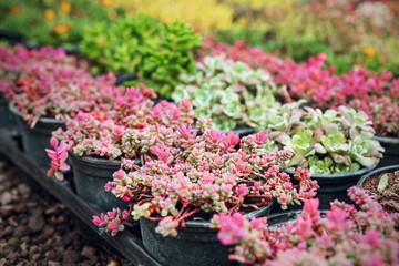 Sedum cauticola Lidakense and other succulents in pots, selective focus