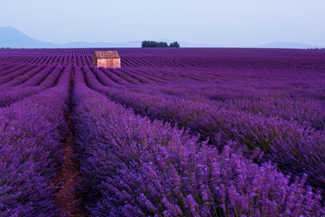 Naklejka na ściany i meble stone house at lavender field