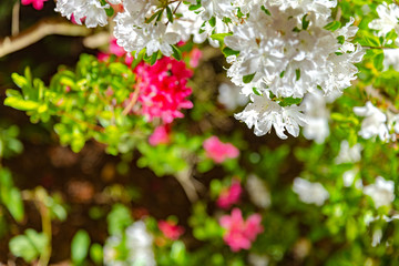View of beautiful full bloom colorful Indian Azaleas ( Rhododendron simsii ) flowers lighted up at night at Ashikaga Flower Park, Tochigi prefecture, famous travel destination in Japan