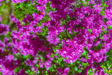 View of beautiful full bloom colorful Indian Azaleas ( Rhododendron simsii ) flowers lighted up at night at Ashikaga Flower Park, Tochigi prefecture, famous travel destination in Japan