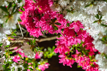 View of beautiful full bloom colorful Indian Azaleas ( Rhododendron simsii ) flowers lighted up at night at Ashikaga Flower Park, Tochigi prefecture, famous travel destination in Japan