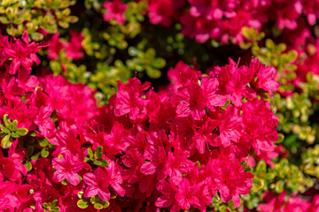 Beautiful full bloom colorful Indian Azaleas ( Rhododendron simsii ) flowers in springtime sunny day at Ashikaga Flower Park, Tochigi prefecture, Japan