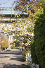 Vertical Image: Nature Scenery in Spring City Street: Cherry Blossom Bokeh Background on Sunny Day. 