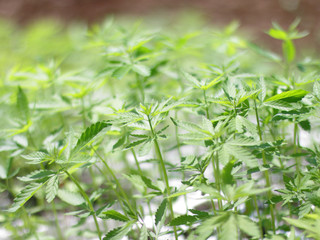 Obraz premium hemp sativa plants