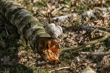 Obraz premium Ein Herz für die Natur