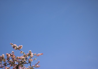 Nature Glory Blue Sky in Spring: Top Branches of Apple Tree Blossom Bokeh Background and Sunshine. Copy Space for Your Words. 