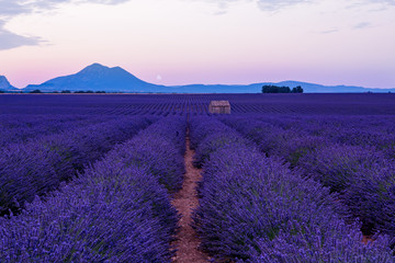 the moon above lavender field france