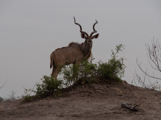 Kudu