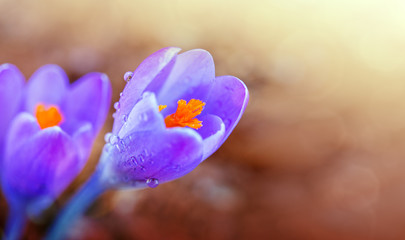 Macro shot of purple crocus in spring garden. Easter background.