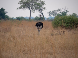 Ostrich with young