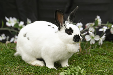 Spring Farm Rabbit