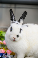 Spring Farm Rabbit
